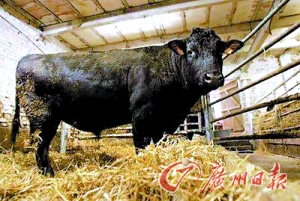 熊本深红与宫崎棒牛鸟，地域文化的激情碰撞