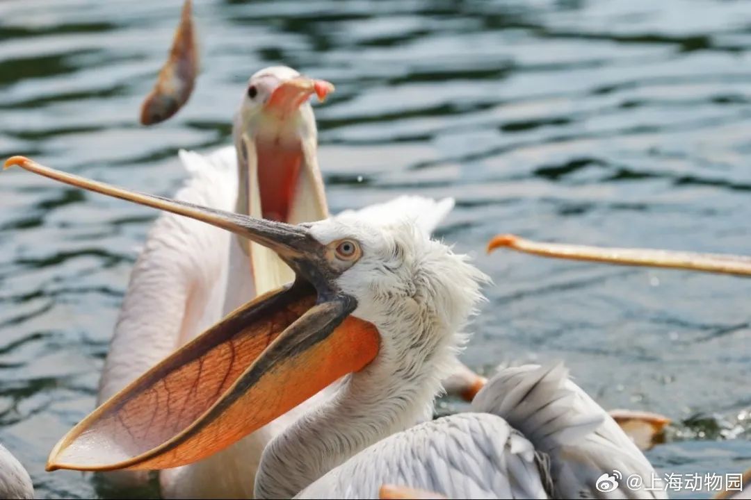 鹈鹕的奇妙世界,揭秘鹈鹕的读音与魅力 鹈鹕的奇妙世界,揭秘鹈鹕的读音与魅力