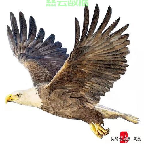 探秘老鹰的鹰字读音，一声之谜