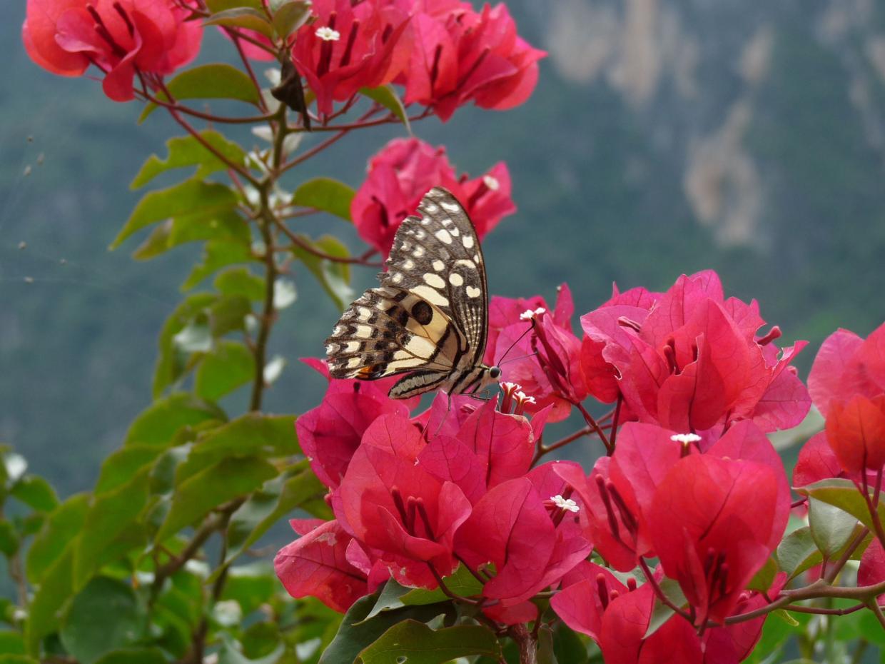 如何在黑暗之魂3中成为太阳骑士,一场灵魂的洗礼与荣耀之旅 如何在黑暗之魂3中成为太阳骑士,一场灵魂的洗礼与荣耀之旅