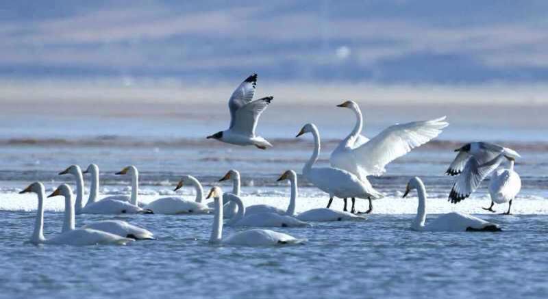 鹈鹕的栖息地,探索这些巨鸟的神秘家园 鹈鹕的栖息地,探索这些巨鸟的神秘家园