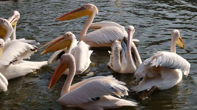 鹈鹕，海洋与陆地的优雅使者