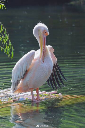鹈鹕与太阳，自然界的和谐共舞
