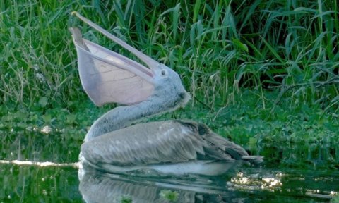 自然界的寓言，黄蜂与鹈鹕的启示——农夫的智慧之镜
