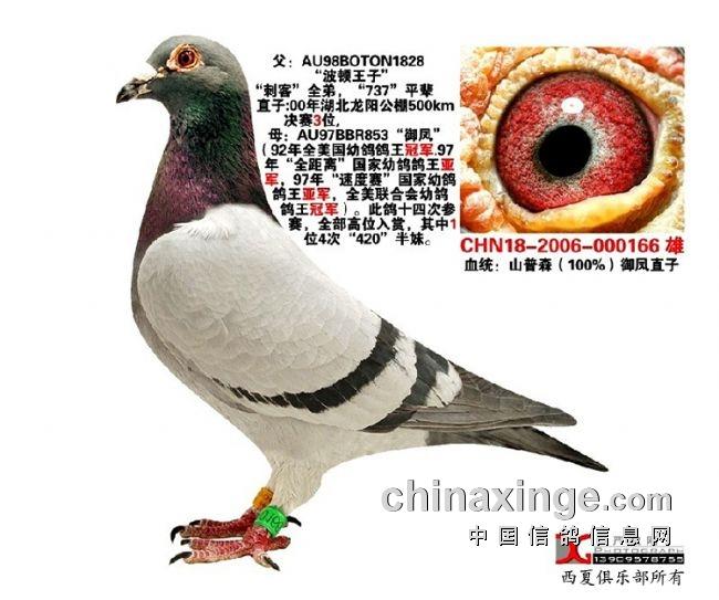 2006年世界杯，八强风云录