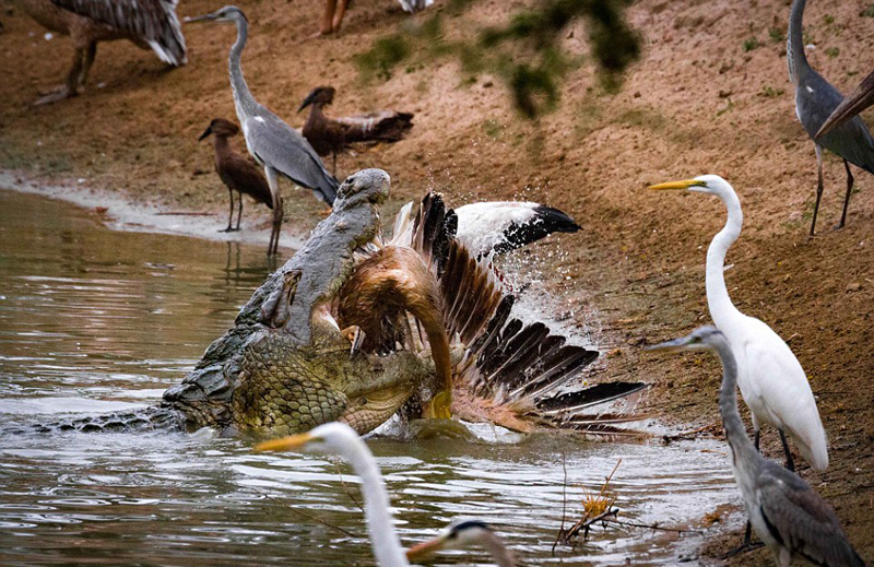 山猫、黄蜂与鹈鹕，自然界的奇妙共生