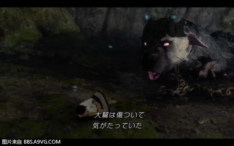 探秘中国大灰熊之谜，自然界的隐秘守护者