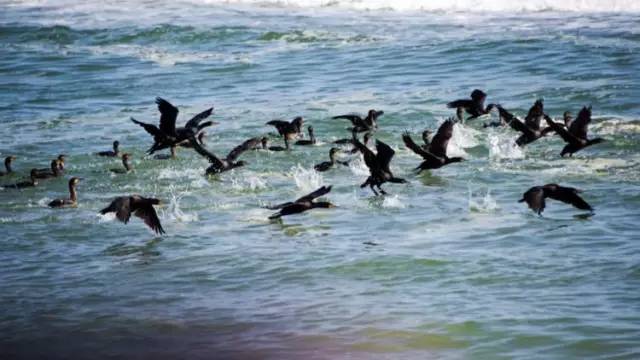 鹈鹕的奇妙世界，揭秘其英文读音与魅力