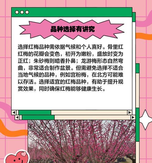 花卉市场新宠，红梅的价格与魅力