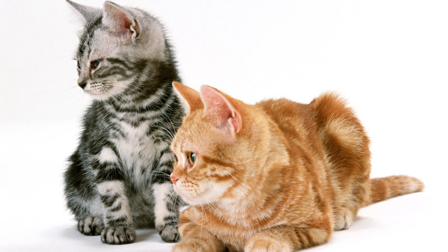 猫可以交保险吗？——宠物保险的普及与猫主人的明智选择