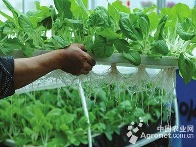 花卉种子育种技术的多样性与创新实践