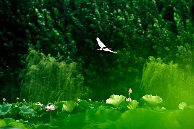 形容美丽又健康的字，如诗如画，韵味无穷