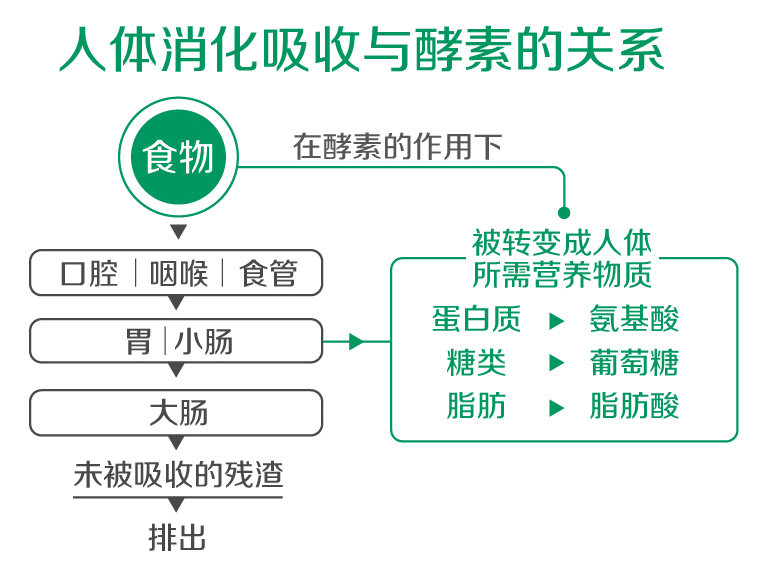 探索健康酵素OEM生产的奥秘，从配方到市场的全链条解析