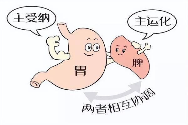 健脾胃，健康之路的基石