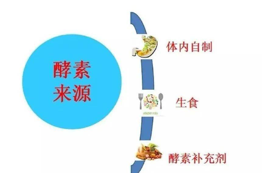 素食主义者的健康之路，科学解析与全面探讨
