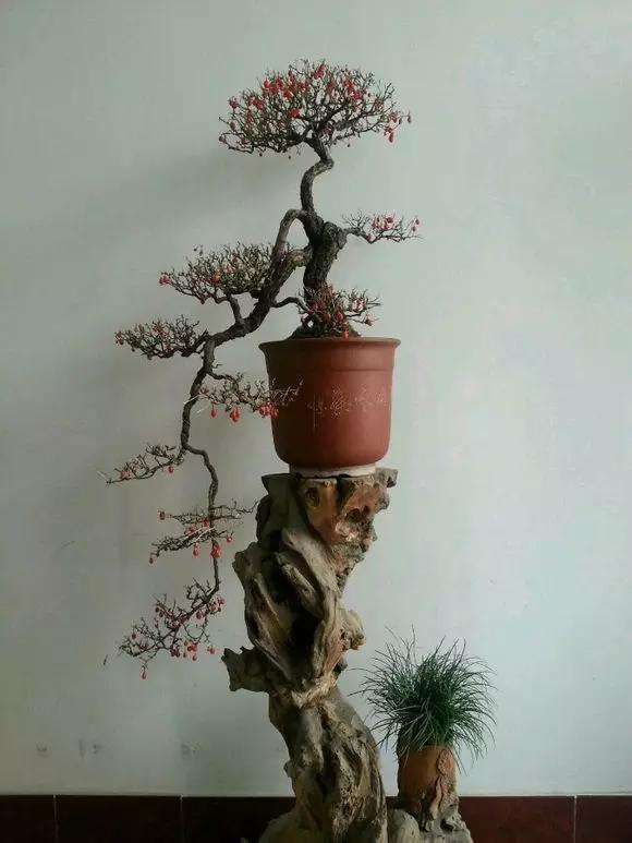 花卉植物换土，为生命之花注入新活力