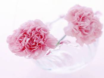 花卉之语，康乃馨的温馨笔记