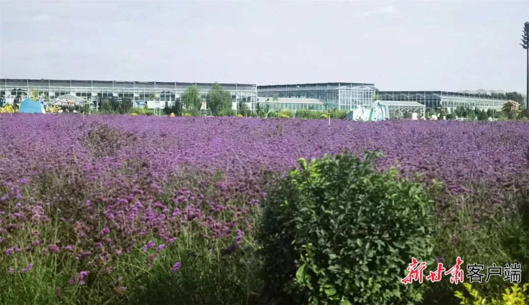 靖远花卉基地，绽放的绿色奇迹