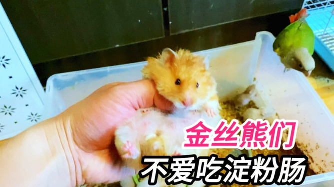 探索金丝熊健康粑粑的奥秘，守护萌宠的肠道健康之旅