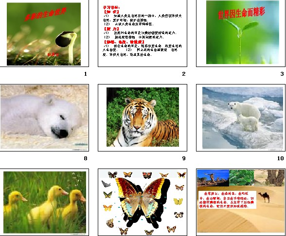 趣味早教，认识鱼的奇妙世界教案