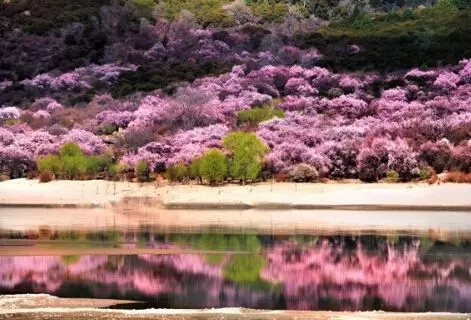 探秘南井花卉，自然之美的生动画卷