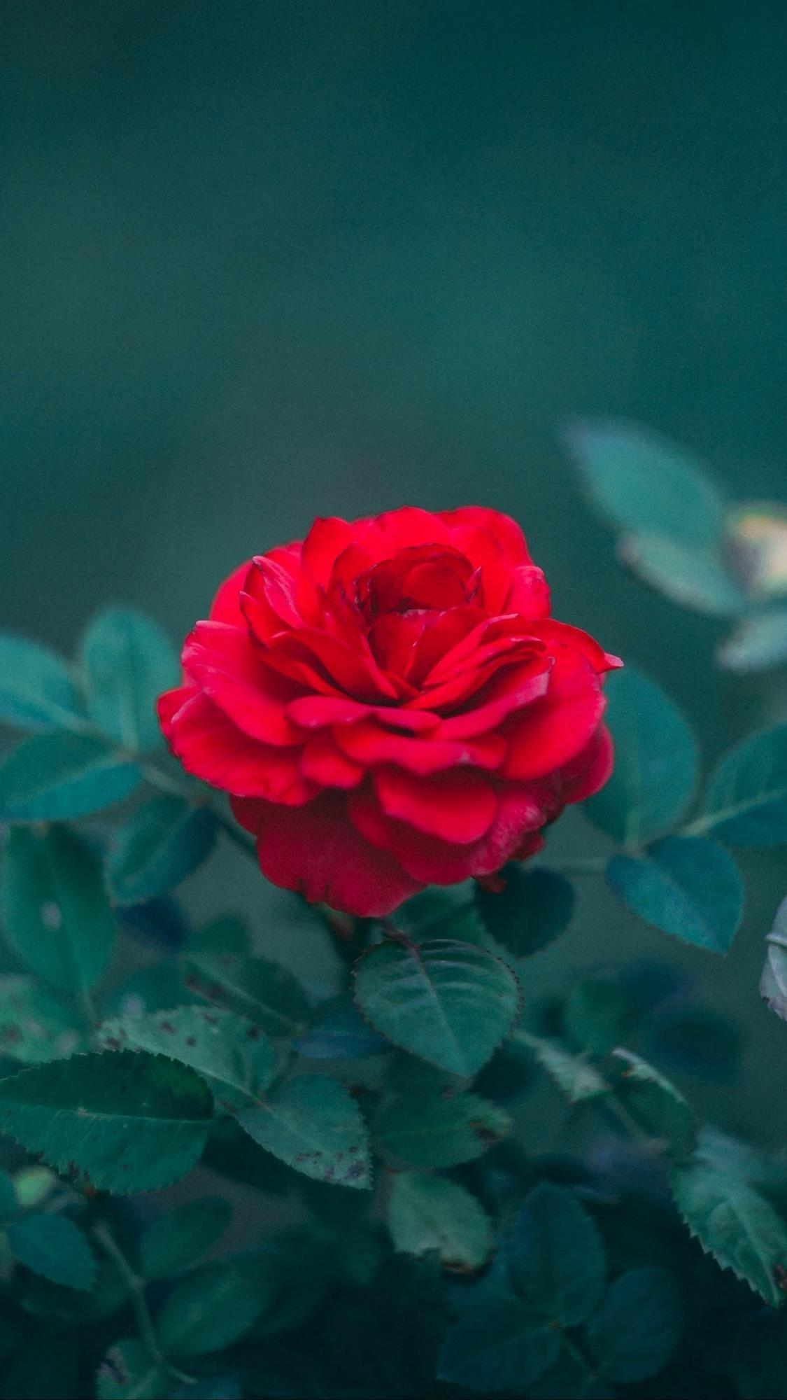 花卉壁纸，自然之美的视觉盛宴