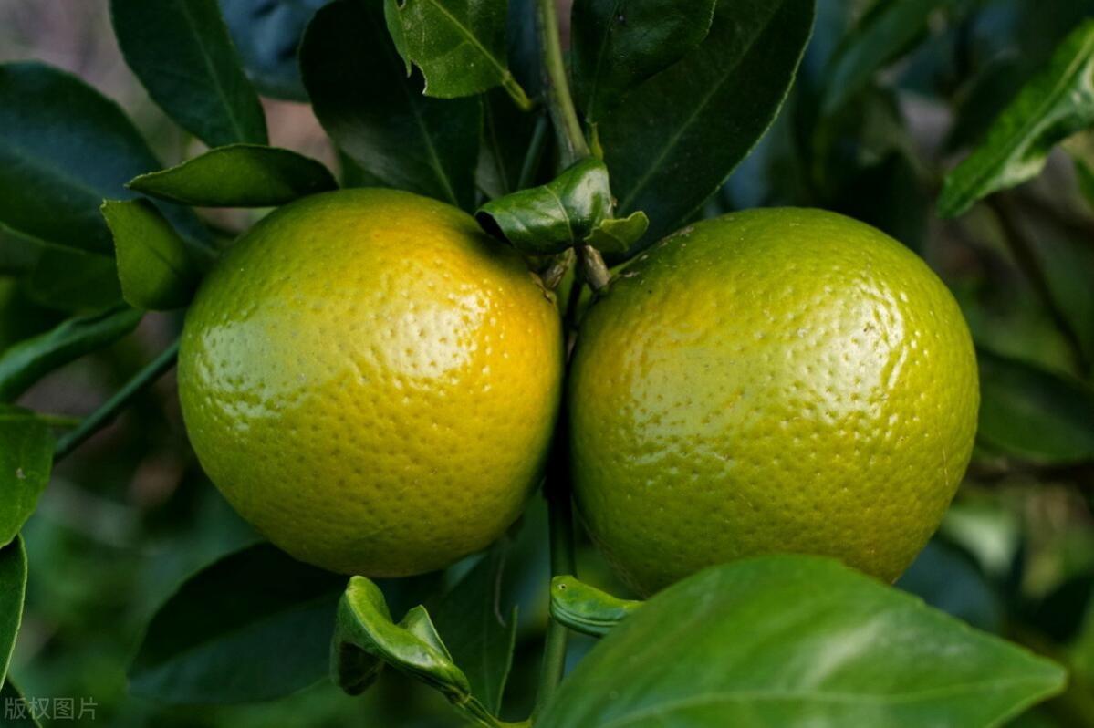 宝宝识水果早教动画片的奇妙之旅