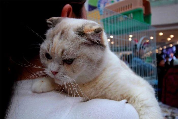 注册健康猫，从零开始的健康生活管理之旅