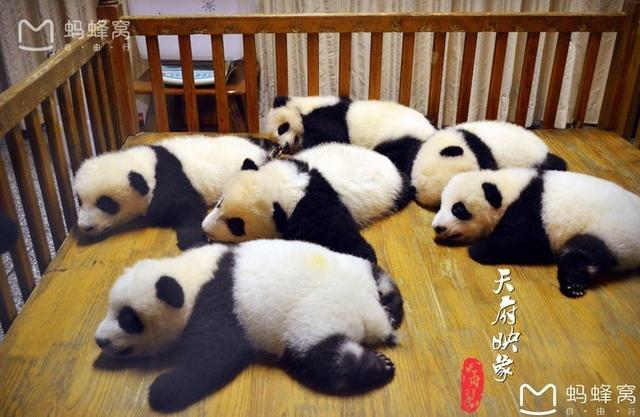 熊猫宝宝，国宝的早教之旅